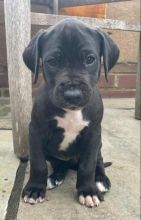 Beautiful health Great Dane puppies! Image eClassifieds4u 2
