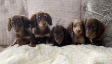 Beautiful long hair miniature dachshund puppies Image eClassifieds4u 3