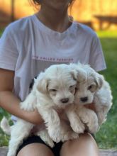 Beautiful Maltese puppies ready to go. Image eClassifieds4u 4