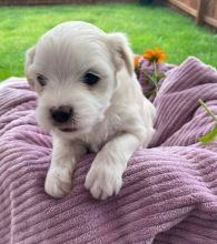 Beautiful Maltese puppies ready to go. Image eClassifieds4u 3
