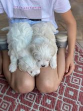 Beautiful Maltese puppies ready to go. Image eClassifieds4u 2