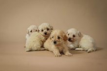 Beautiful maltipoo puppies ready for loving homes Image eClassifieds4u 3