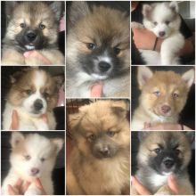 Beautiful POMSKY Puppies for Image eClassifieds4u 2