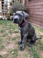 Beautiful solid cane corso puppies Image eClassifieds4u 3