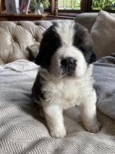 Beautiful St Bernard puppies for adoption !!!! Image eClassifieds4u 3