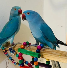 Beautiful young Indian ringnack parrot Image eClassifieds4u 3