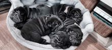 Champion blood Shar Pei Puppies..!! Image eClassifieds4u 1
