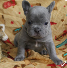 Cute French bulldog puppies for adoption Image eClassifieds4u 4