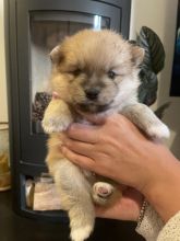Cute Pomeranian Puppies ready to go..!!!! Image eClassifieds4u 3