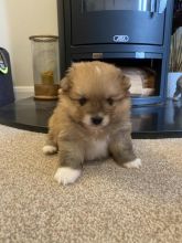 Cute Pomeranian Puppies ready to go..!!!! Image eClassifieds4u 2