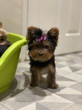 Cute Yorkshire Terrier puppies ready for loving homes Image eClassifieds4u 4