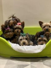 Cute Yorkshire Terrier puppies ready for loving homes Image eClassifieds4u 2