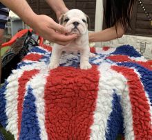 English bulldog puppies(standard) Image eClassifieds4u 2