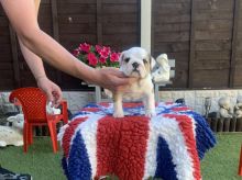English bulldog puppies(standard) Image eClassifieds4u 3