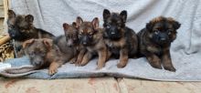 Exceptional German Shepherd Puppies for adoption Image eClassifieds4u 2