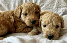 F1 MINIATURE GOLDEN DOODLE PUPPIES Image eClassifieds4u 2