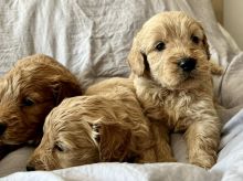F1 MINIATURE GOLDEN DOODLE PUPPIES Image eClassifieds4u 3