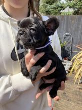 French bulldog puppies Image eClassifieds4u 3