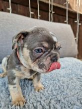 French bulldog puppies Image eClassifieds4u 2