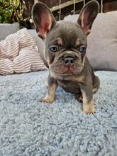 French bulldog puppies Image eClassifieds4u 1