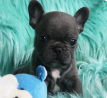 French Bulldog puppies for sale Image eClassifieds4u 3