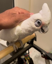 Friendly Baby c.o.ckatoo Parrot Image eClassifieds4u 1