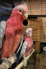 Galah co.c.katooo Dna Pair Image eClassifieds4U