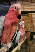 Galah atoo Dna Pair Image eClassifieds4U