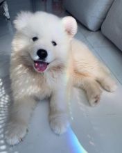 Gorgeous, playful samoyed puppies for free adoption {kellybains56@gmail.com} Image eClassifieds4u 2