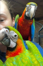 Hand reared harlequin baby macaws Image eClassifieds4u 2