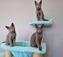 Male and female Russian blue kittens available Image eClassifieds4u 2