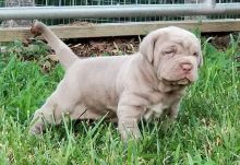 Neapolitan mastiff puppies for adoption Image eClassifieds4u 2