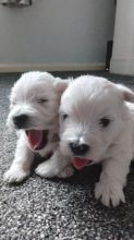 Pedigree West highland terrier puppies Image eClassifieds4u 3