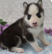 Pure bred Siberian husky pups available Image eClassifieds4u 4