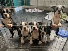 Quality Last Litter Boston Terriers Image eClassifieds4u 1