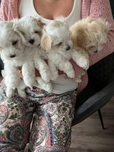 Stunning Maltipoo Puppies in need loving homes Image eClassifieds4u 2