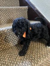 Stunning miniature poodles Image eClassifieds4u 2