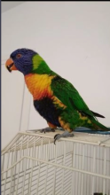 Tame Lorikeet (Rainbow) entertaining, QuickLearner Image eClassifieds4U