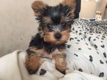 Tea-cup Yorkshire Terrier puppies Image eClassifieds4u 2