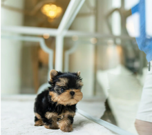 Teacup Yorkie pups for rehoming Image eClassifieds4u 3