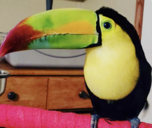 Toucan birds for sale Image eClassifieds4u 2