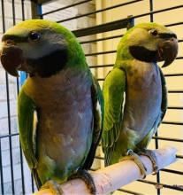 Very beautiful young derbyan parrot Image eClassifieds4U