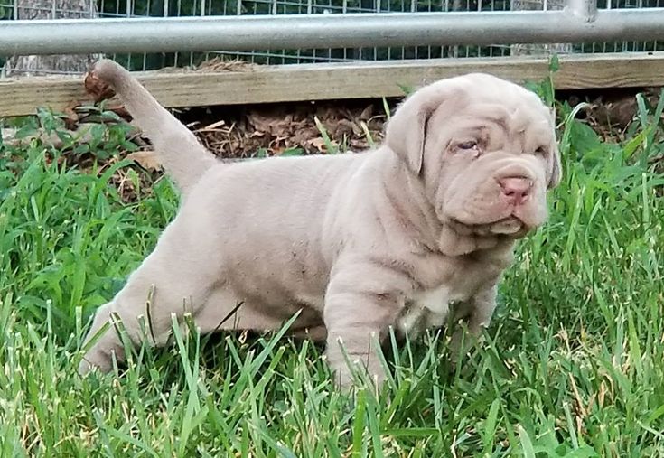 Neapolitan mastiff puppies for adoption Image eClassifieds4u
