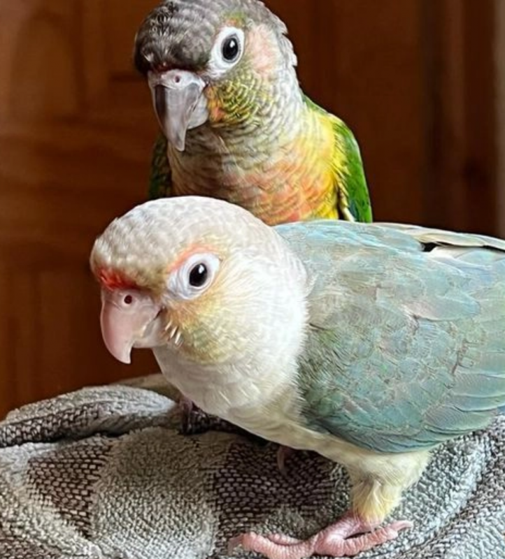 Pair of Male & Female Conures for sale Image eClassifieds4u