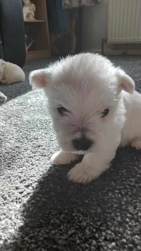 Pedigree West highland terrier puppies Image eClassifieds4u