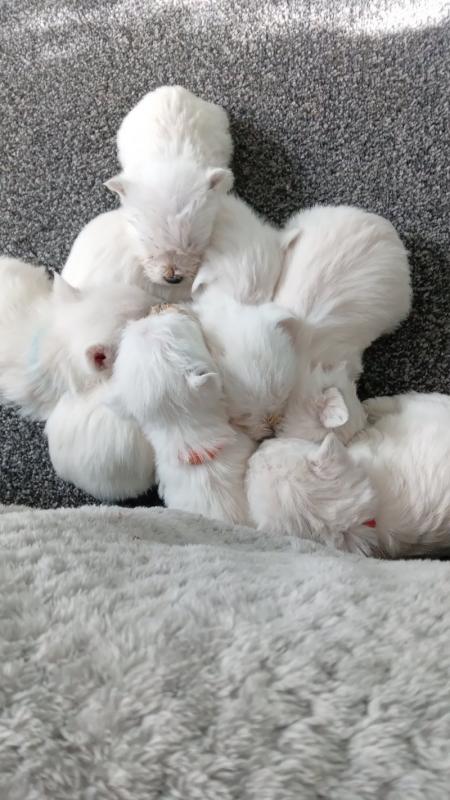 Pedigree West highland terrier puppies Image eClassifieds4u