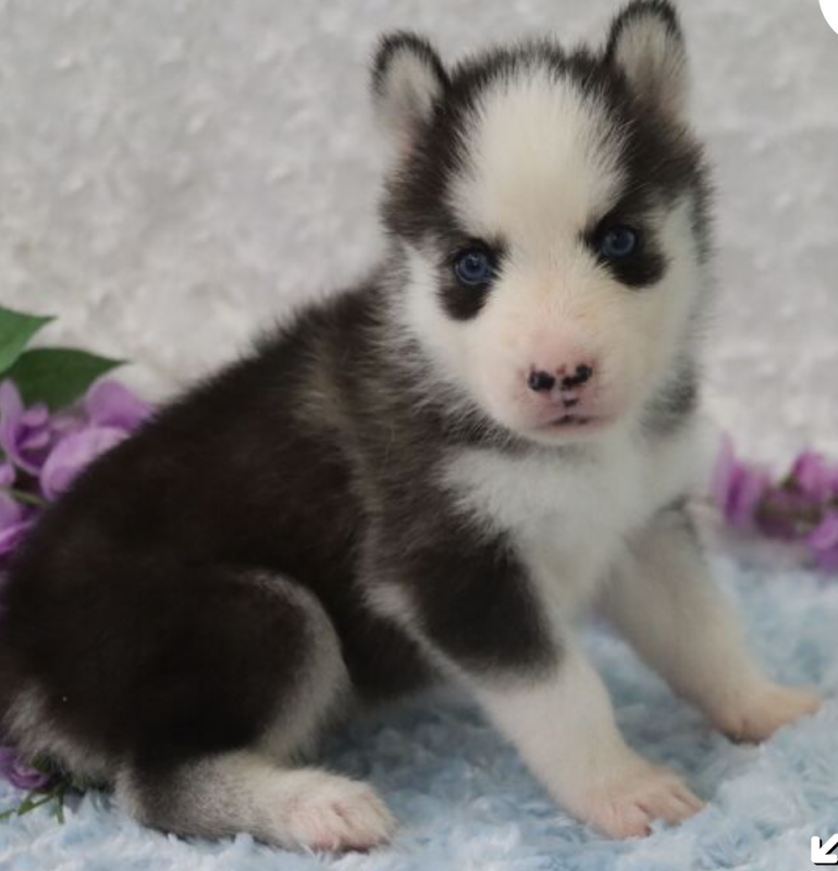 Pure bred Siberian husky pups available Image eClassifieds4u
