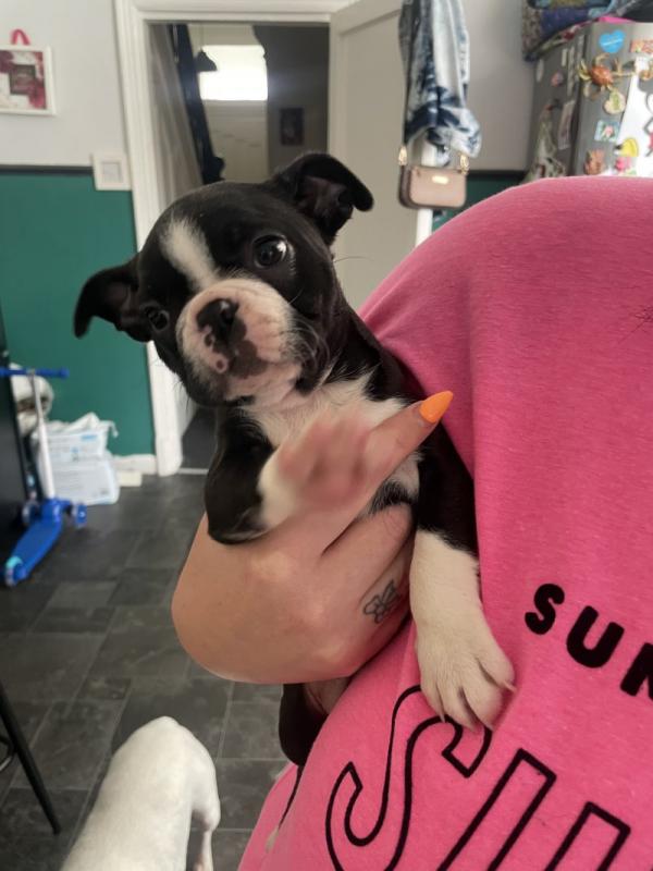 Quality Last Litter Boston Terriers Image eClassifieds4u