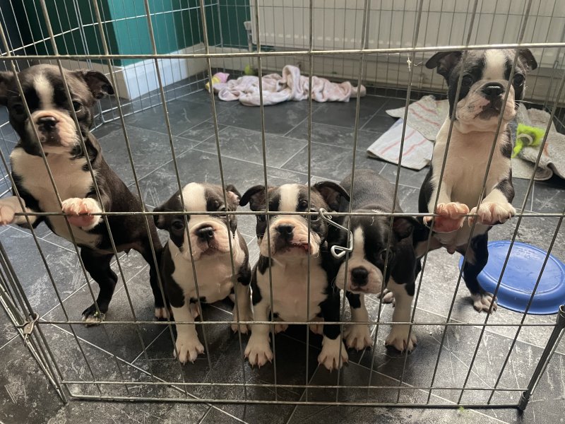Quality Last Litter Boston Terriers Image eClassifieds4u