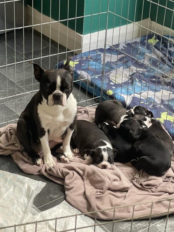 Quality Last Litter Boston Terriers Image eClassifieds4u